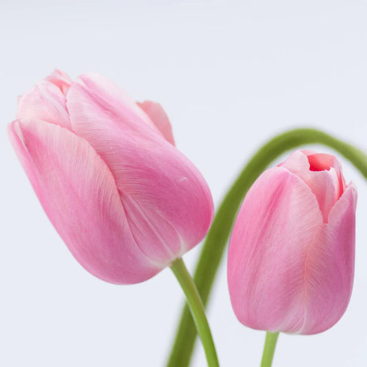 TULIPS - PINK