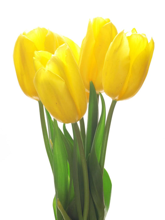 TULIPS - YELLOW
