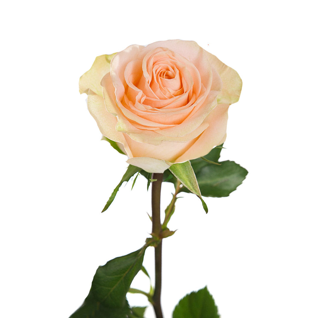 ROSE - PEACH TIFFANY