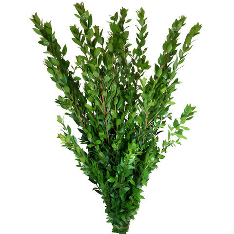 GREENERY - MYRTLE