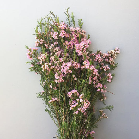 WAXFLOWER - PINK DOUBLE