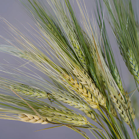 WHEAT
