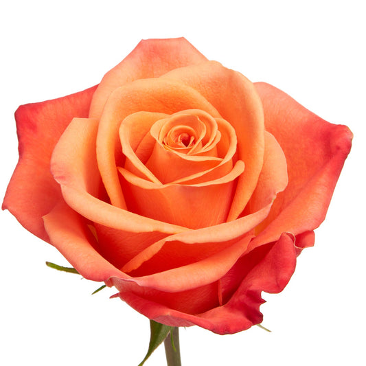 ROSE - ORANGE CRUSH