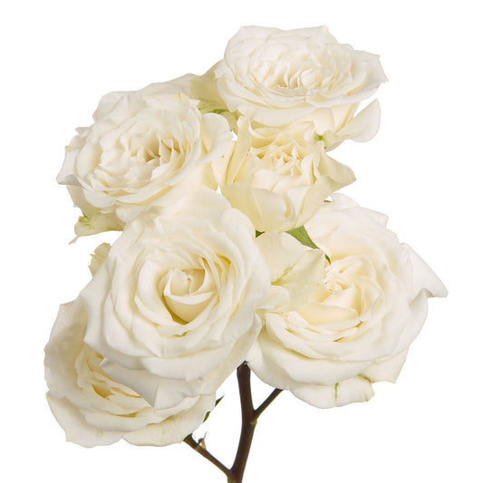 GARDEN SPRAY ROSE - WHITE