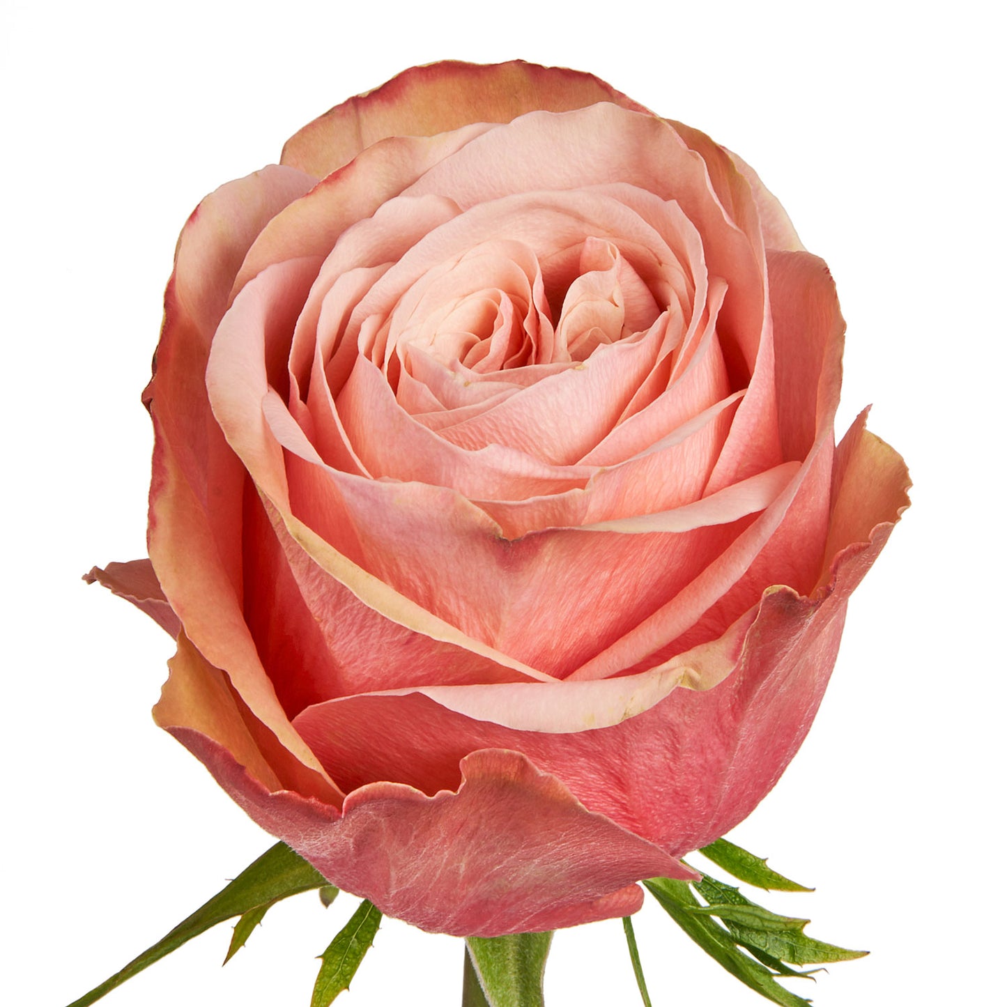 ROSE - PEACH KAHALA