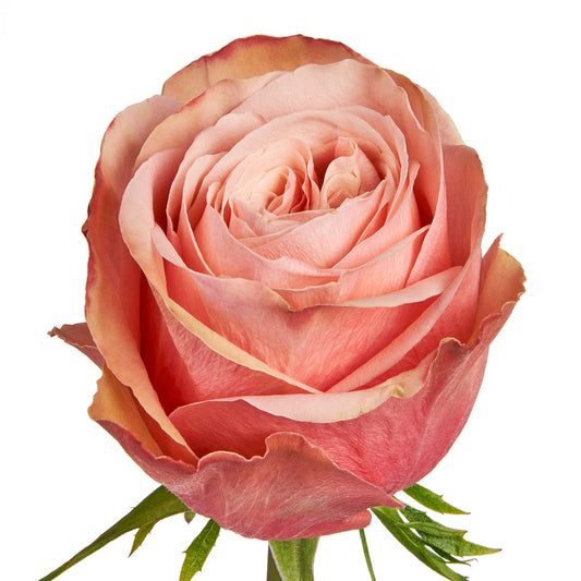 ROSE - PEACH KAHALA