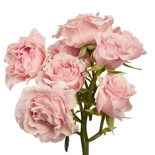 SPRAY ROSE - PINK MAJOLIKA