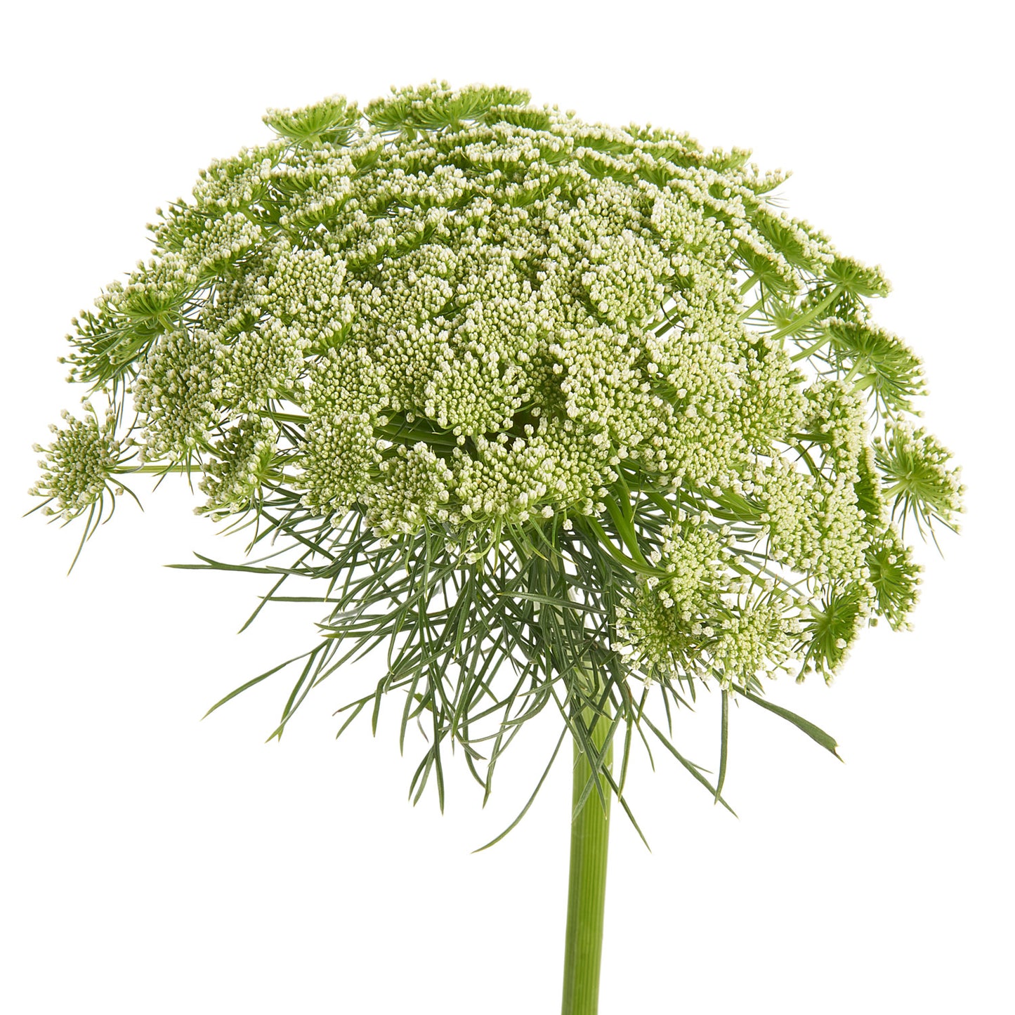 QUEEN ANNE'S LACE - WHITE
