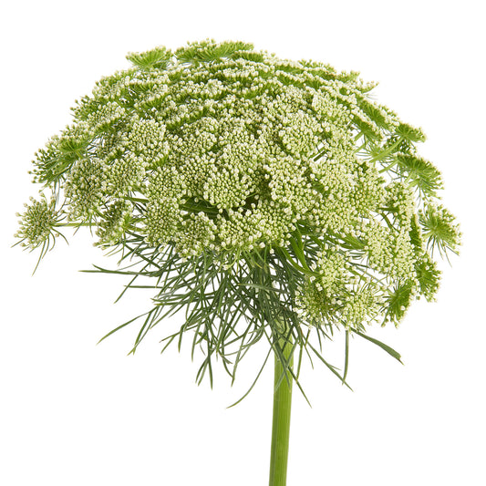 QUEEN ANNE'S LACE - WHITE