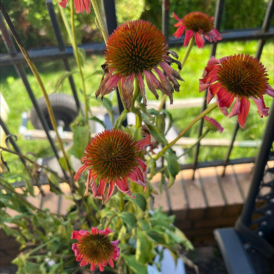 CONEFLOWER - RUST