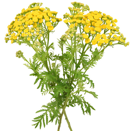TANSY YARROW
