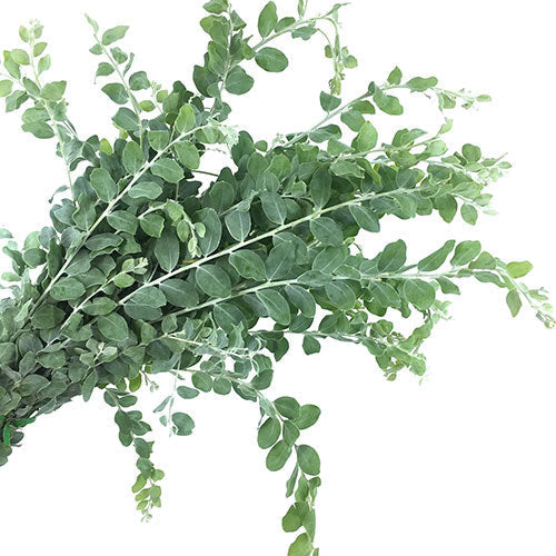 GREENERY - ACACIA PEARL