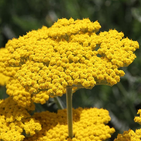 GOLDEN YARROW