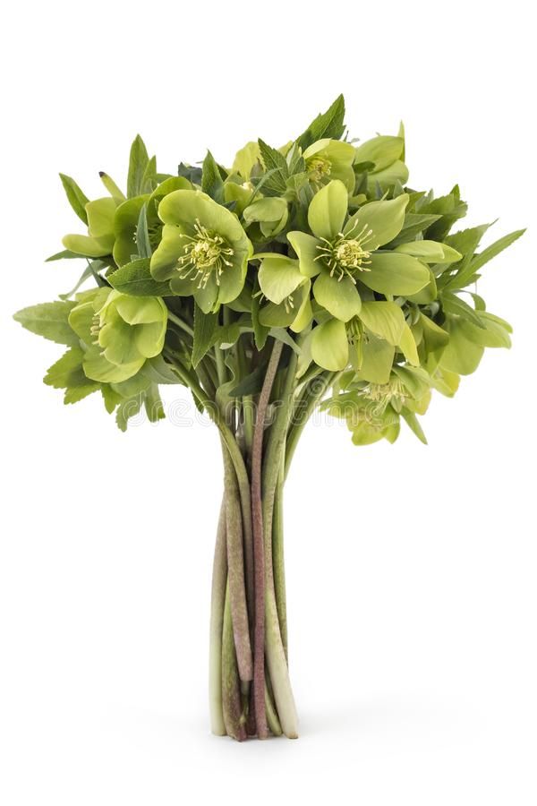 HELLEBORUS - GREEN