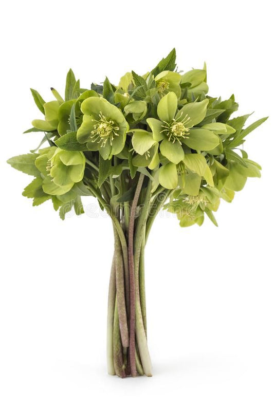 HELLEBORUS - GREEN