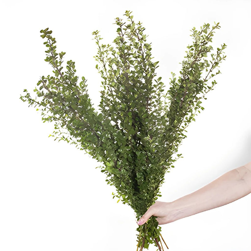 GREENERY - BOXWOOD