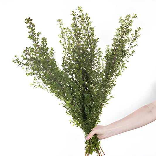 GREENERY - BOXWOOD