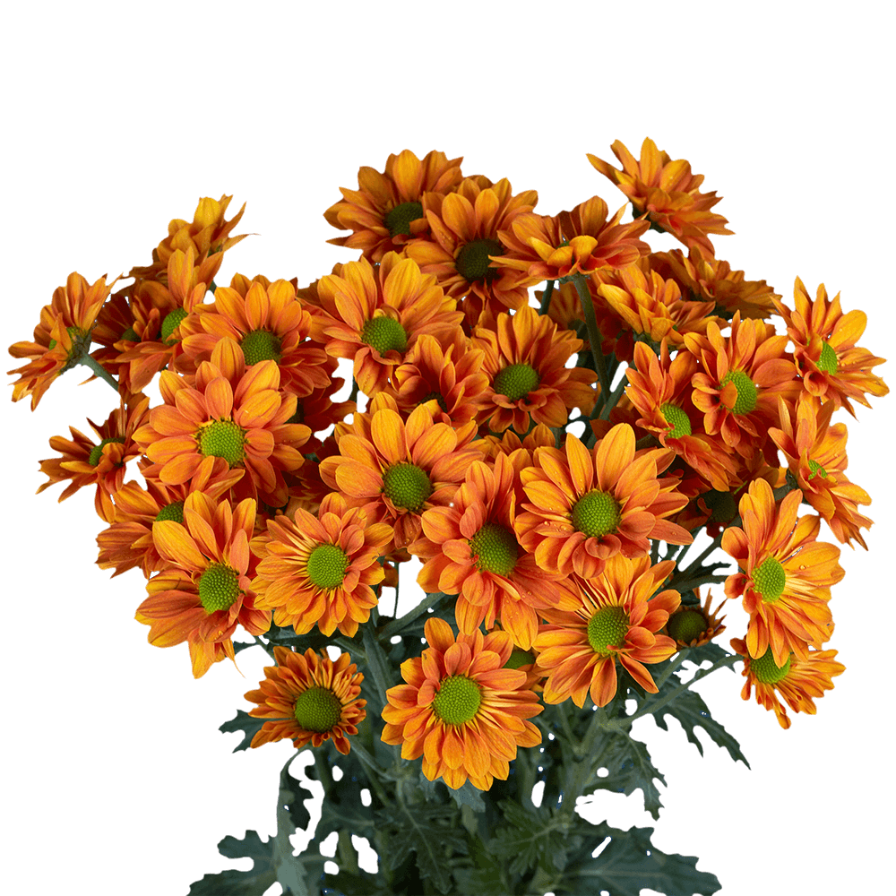 POMP - BRONZE DAISY