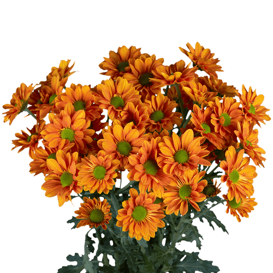 POMP - BRONZE DAISY