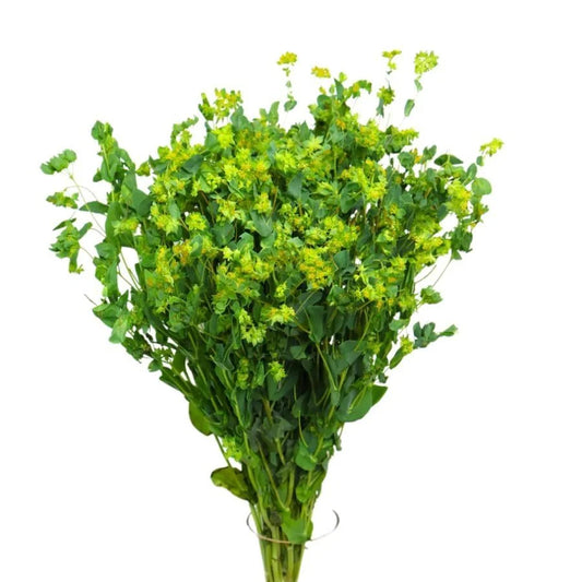 BUPLEURUM