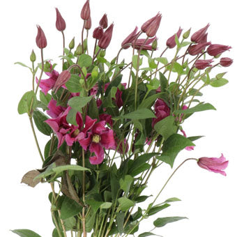 CLEMATIS VINE - RED/BURGUNDY
