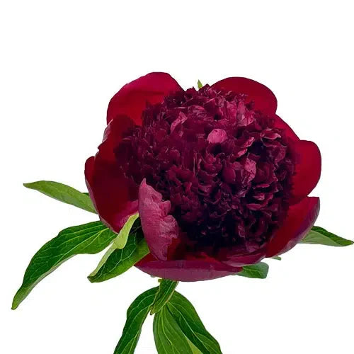 PEONIES - BURGUNDY