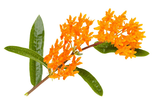 ASCLEPIAS ORANGE
