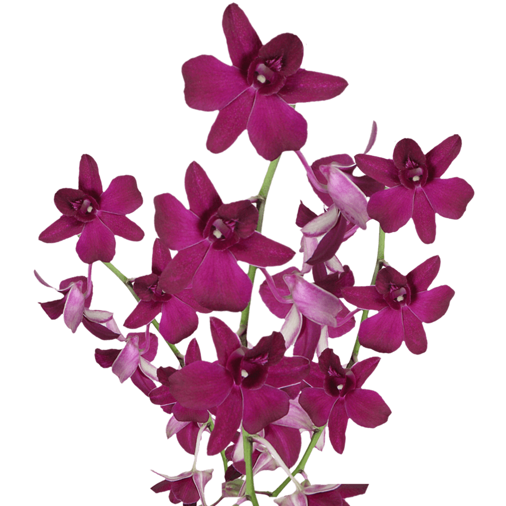 DENDROBIUM - SABINE PURPLE