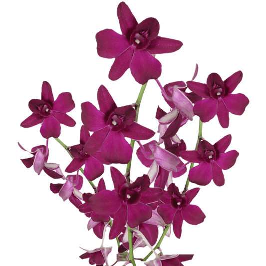 DENDROBIUM - SABINE PURPLE