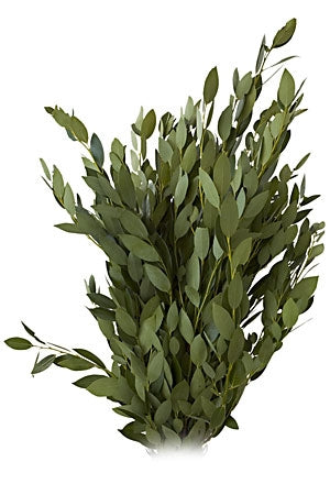 GREENERY - BAY LEAF