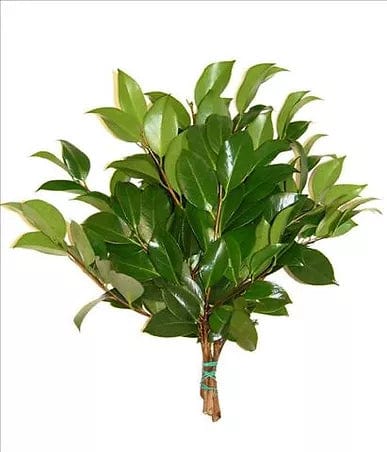 GREENERY - CAMELLIA