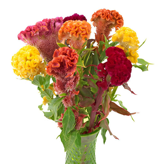 COXCOMB - ASSORTED