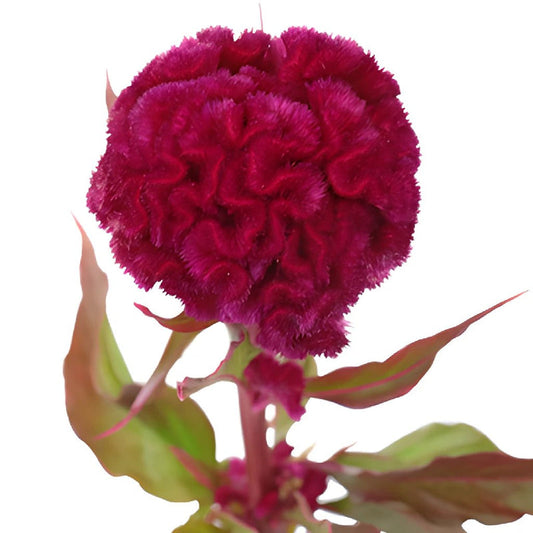COXCOMB - BURGUNDY