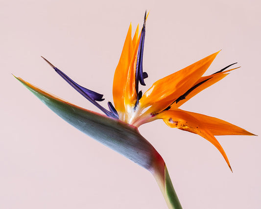 BIRDS OF PARADISE