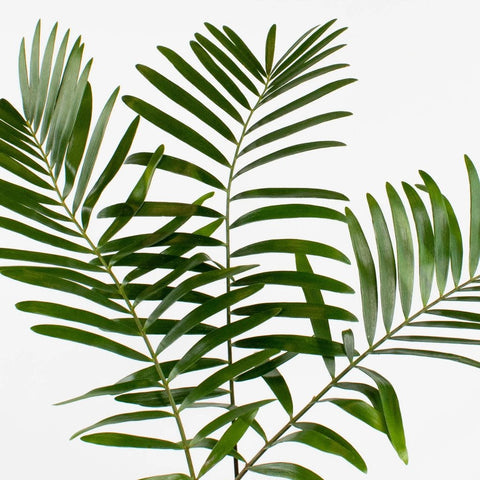 GREENERY - COONTIE