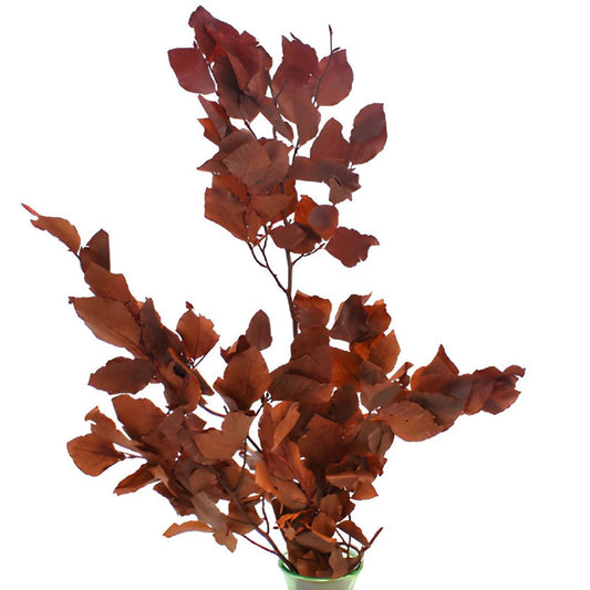GREENERY - COPPER BEECH