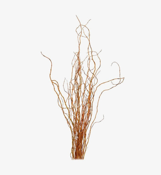CURLY WILOW - MEDIUM GOLD