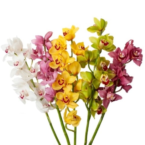 CYMBIDIUM - ASSORTED