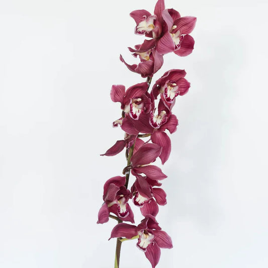 CYMBIDIUM - BURGUNDY