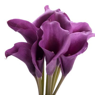 MINI CALLA - PURPLE