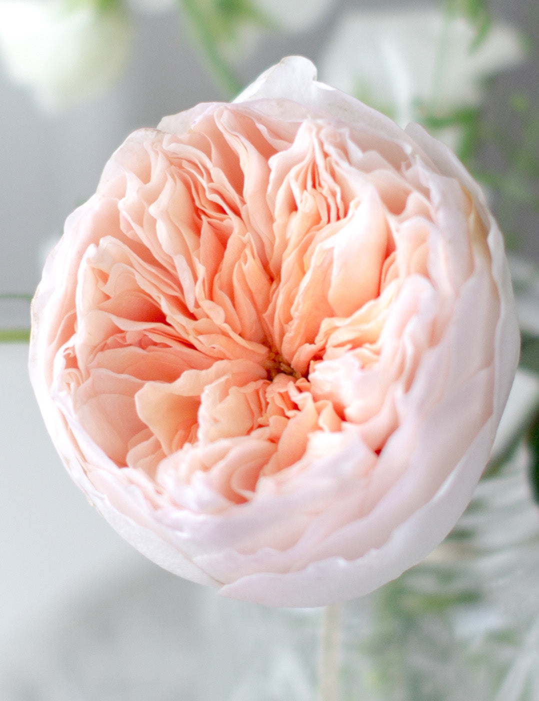 GARDEN ROSE - JULIET