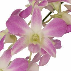 DENDROBIUM - LAVENDER