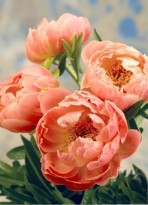 PEONIES - PEACH