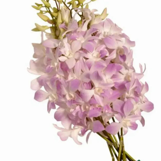 DENDROBIUM - MISTEEN LAVENDER