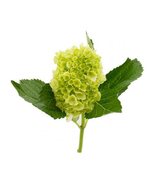 HYDRANGEA - MINI GREEN S.O.