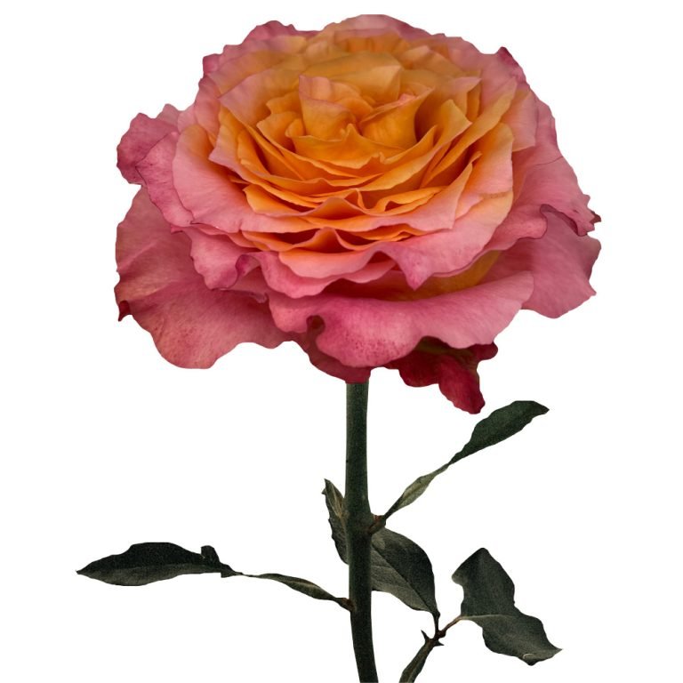 ROSE - BICOLOR FREE SPIRIT