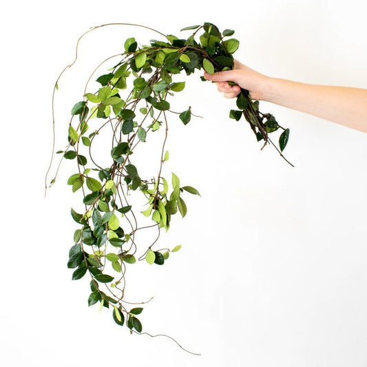 GREENERY - CONFEDERATE JASMINE