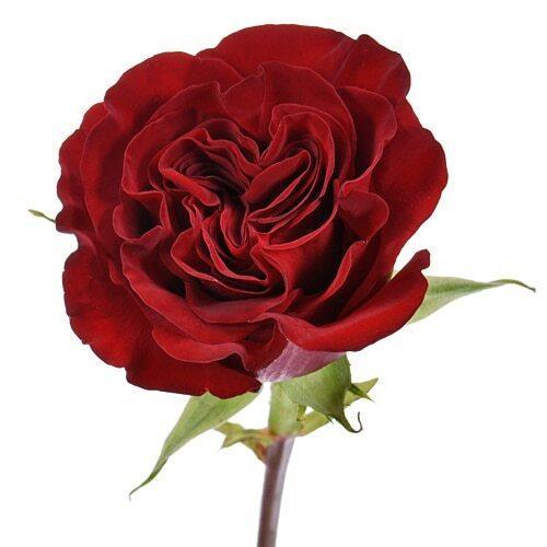 ROSE - BURGUNDY HEARTS