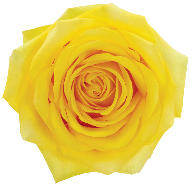 ROSE - YELLOW HIGH & EXOTIC