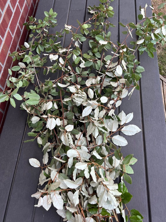 GREENERY - ELAEAGNUS